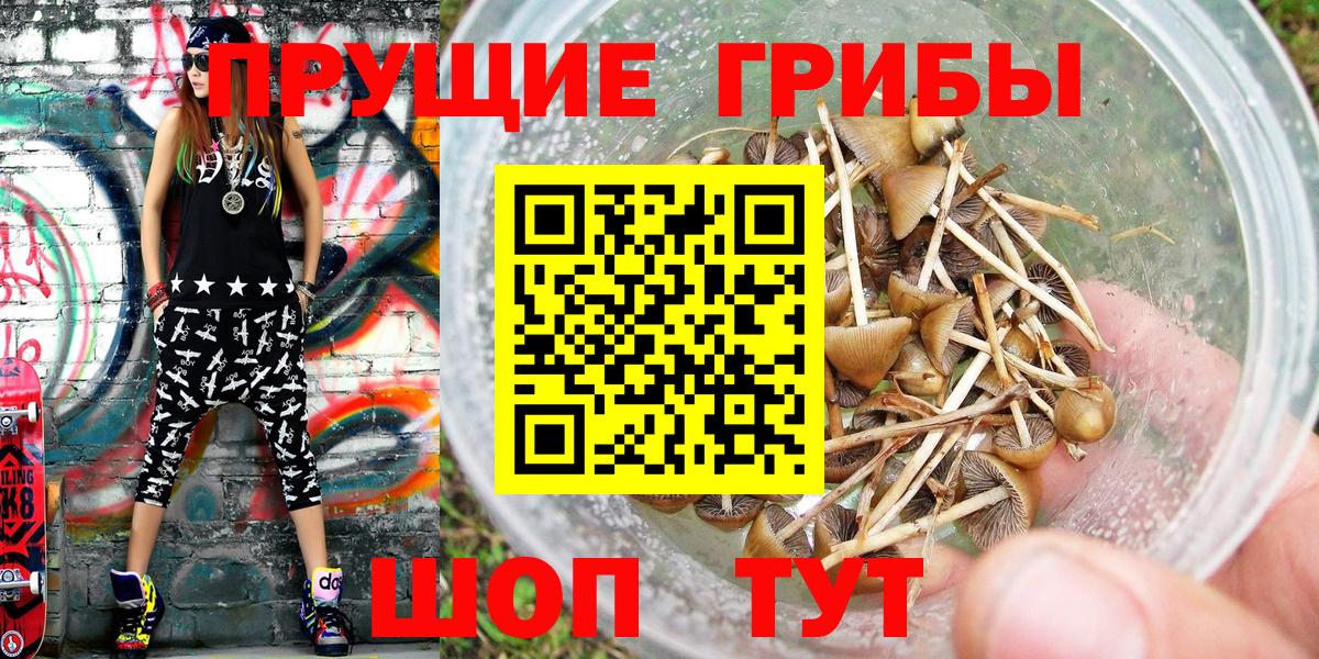 Сокол  Псилоцибиновые грибы Psilocybine cubensis  Вход с VPN 