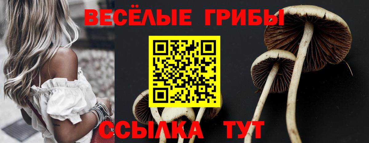 Псилоцибиновые грибы Psilocybe Сокол